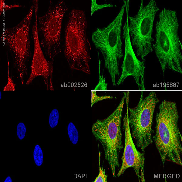 Immunocytochemistry/ Immunofluorescence - Alexa Fluor® 594 Anti-BMP4 antibody [EPR6211] (AB202526)