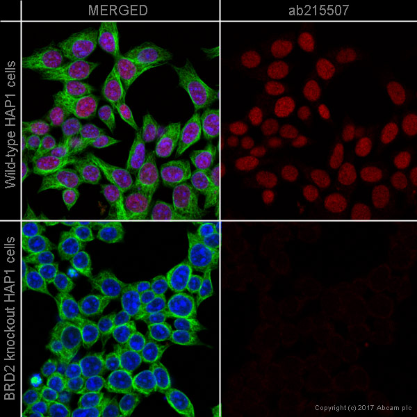 Immunocytochemistry/ Immunofluorescence - Alexa Fluor® 594 Anti-BRD2 antibody [EPR7642] (AB215507), expandable thumbnail