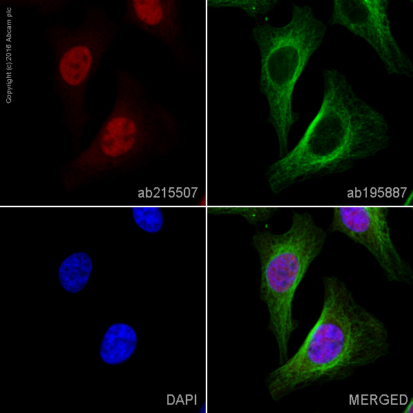 Immunocytochemistry/ Immunofluorescence - Alexa Fluor® 594 Anti-BRD2 antibody [EPR7642] (AB215507), expandable thumbnail