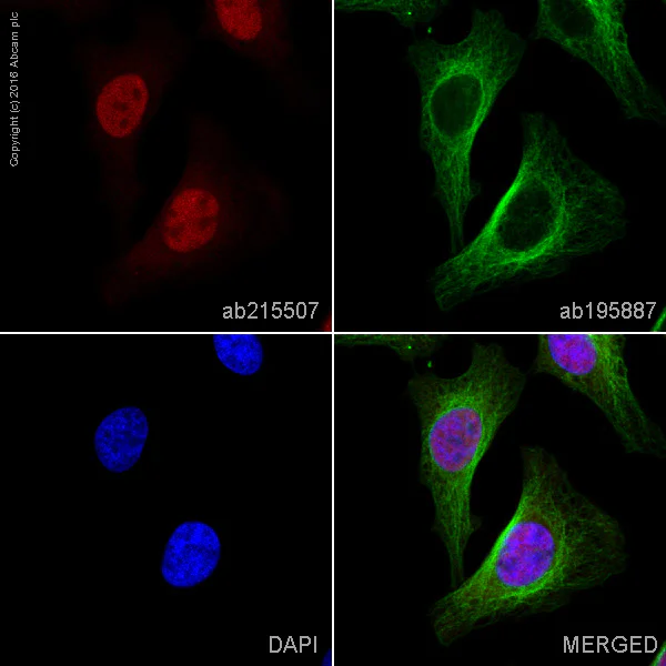 Immunocytochemistry/ Immunofluorescence - Alexa Fluor® 594 Anti-BRD2 antibody [EPR7642] (AB215507)