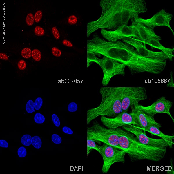 Immunocytochemistry/ Immunofluorescence - Alexa Fluor® 594 Anti-Brd4 antibody [EPR5150(2)] (AB207057), expandable thumbnail