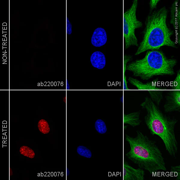 Immunocytochemistry/ Immunofluorescence - Alexa Fluor® 594 Anti-BrdU antibody [BU1/75 (ICR1)] (AB220076)