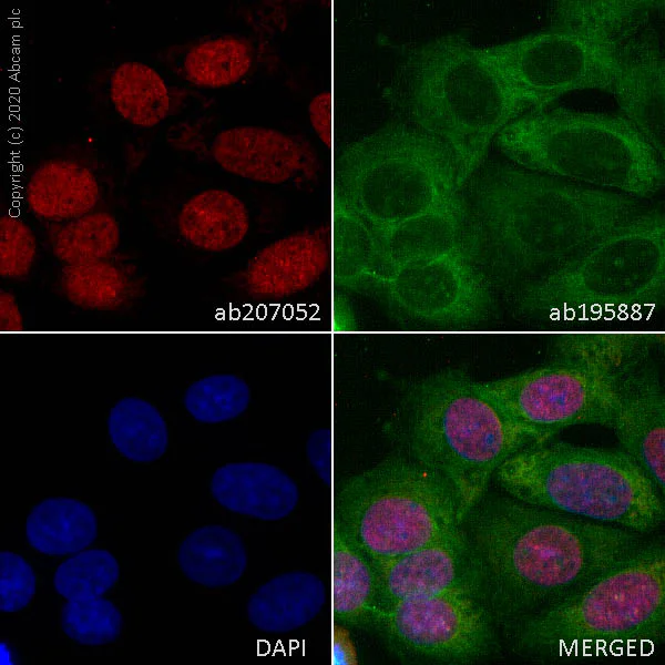 Immunocytochemistry - Alexa Fluor® 594 Anti-BRG1 antibody [EPNCIR111A] (AB207052)