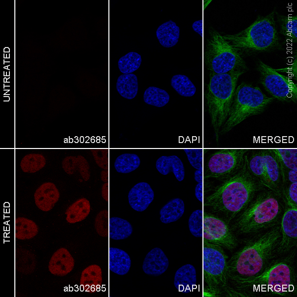 Immunocytochemistry/ Immunofluorescence - Alexa Fluor® 594 Anti-c-Fos antibody [EPR21930-238] (AB302685), expandable thumbnail