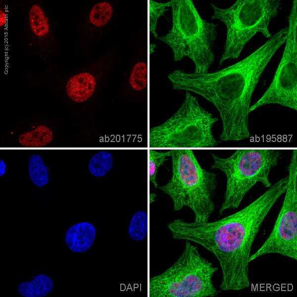 Immunocytochemistry/ Immunofluorescence - Alexa Fluor® 594 Anti-c-Myc antibody [Y69] (AB201775)