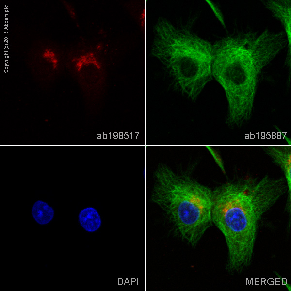 Immunocytochemistry/ Immunofluorescence - Alexa Fluor® 594 Anti-C3 antibody [EPR2988] (AB198517)