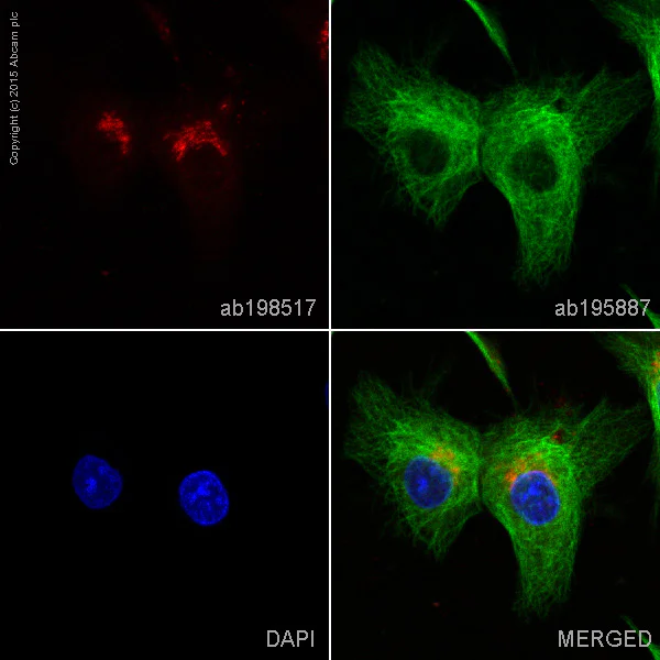 Immunocytochemistry/ Immunofluorescence - Alexa Fluor® 594 Anti-C3 antibody [EPR2988] (AB198517)