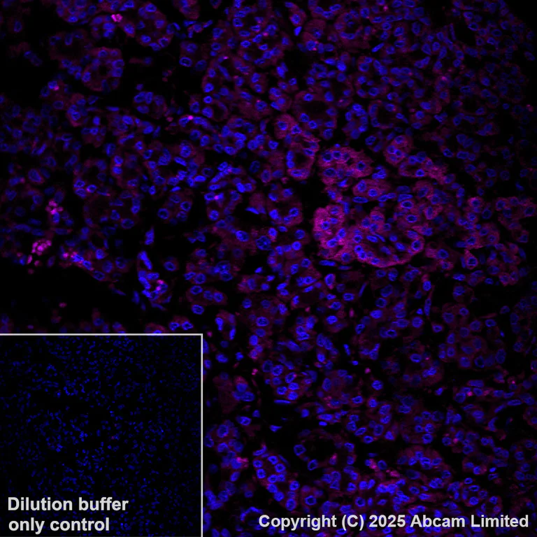 Immunohistochemistry (Formalin/PFA-fixed paraffin-embedded sections) - Alexa Fluor® 594 Anti-Calnexin antibody [EPR3633(2)] - ER Membrane Marker (AB203439)