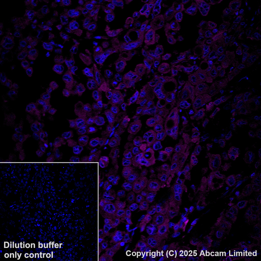 Immunohistochemistry (Formalin/PFA-fixed paraffin-embedded sections) - Alexa Fluor® 594 Anti-Calnexin antibody [EPR3633(2)] - ER Membrane Marker (AB203439)