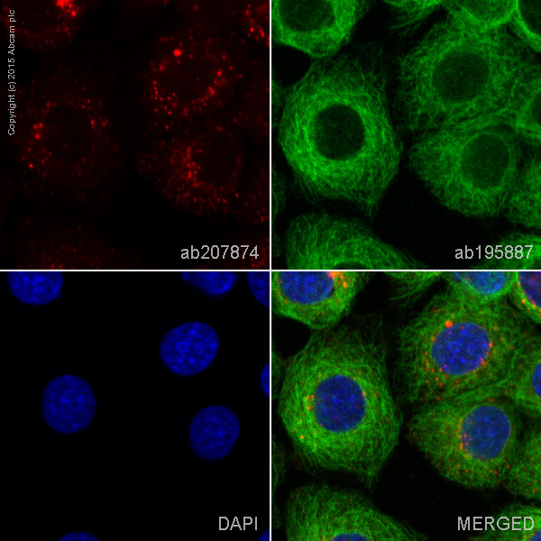 Immunocytochemistry/ Immunofluorescence - Alexa Fluor® 594 Anti-Cathepsin D antibody [EPR3057Y] (AB207874)