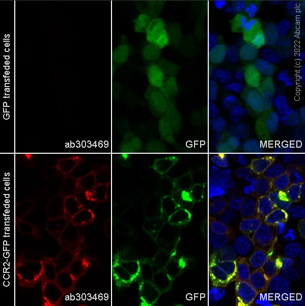 Immunocytochemistry/ Immunofluorescence - Alexa Fluor® 594 Anti-CCR2 antibody [EPR20844-15] (AB303469), expandable thumbnail