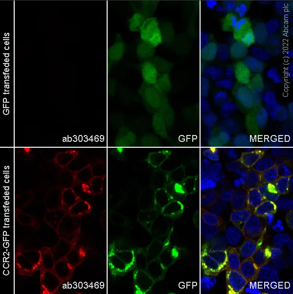 Immunocytochemistry/ Immunofluorescence - Alexa Fluor® 594 Anti-CCR2 antibody [EPR20844-15] (AB303469)