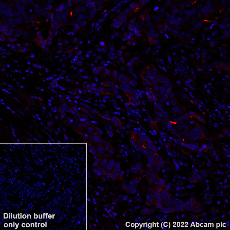 Immunohistochemistry (Formalin/PFA-fixed paraffin-embedded sections) - Alexa Fluor® 594 Anti-CD133 antibody [EPR20980-104] (AB305371)