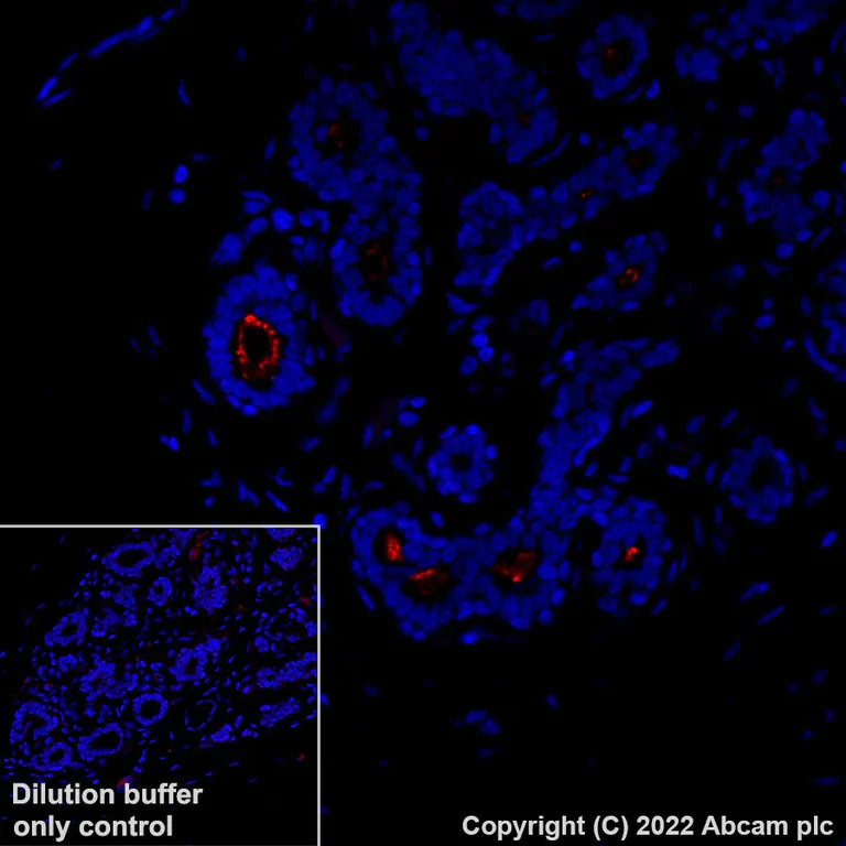 Immunohistochemistry (Formalin/PFA-fixed paraffin-embedded sections) - Alexa Fluor® 594 Anti-CD133 antibody [EPR20980-104] (AB305371)