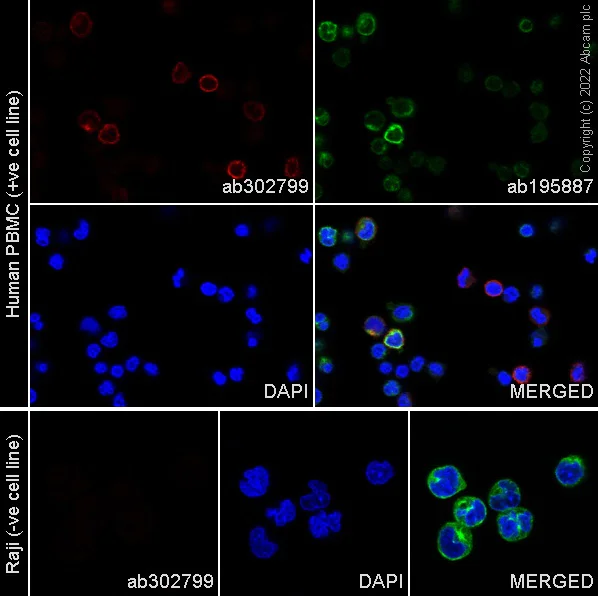 Immunocytochemistry/ Immunofluorescence - Alexa Fluor® 594 Anti-CD16 antibody [EPR22409-124] (AB302799)