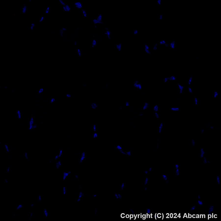 Immunohistochemistry (Formalin/PFA-fixed paraffin-embedded sections) - Alexa Fluor® 594 Anti-CD209B (DC-SIGNR1) antibody [EPR27427-87] (AB317363), expandable thumbnail
