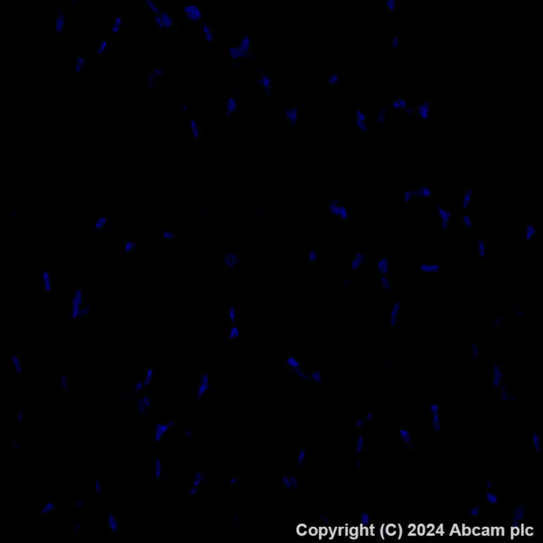 Immunohistochemistry (Formalin/PFA-fixed paraffin-embedded sections) - Alexa Fluor® 594 Anti-CD209B (DC-SIGNR1) antibody [EPR27427-87] (AB317363)