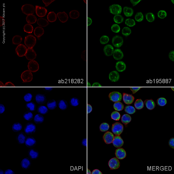 Immunocytochemistry/ Immunofluorescence - Alexa Fluor® 594 Anti-CD276 antibody [EPNCIR122] (AB218282), expandable thumbnail
