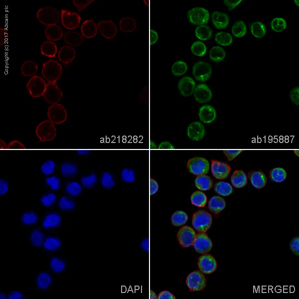 Immunocytochemistry/ Immunofluorescence - Alexa Fluor® 594 Anti-CD276 antibody [EPNCIR122] (AB218282)
