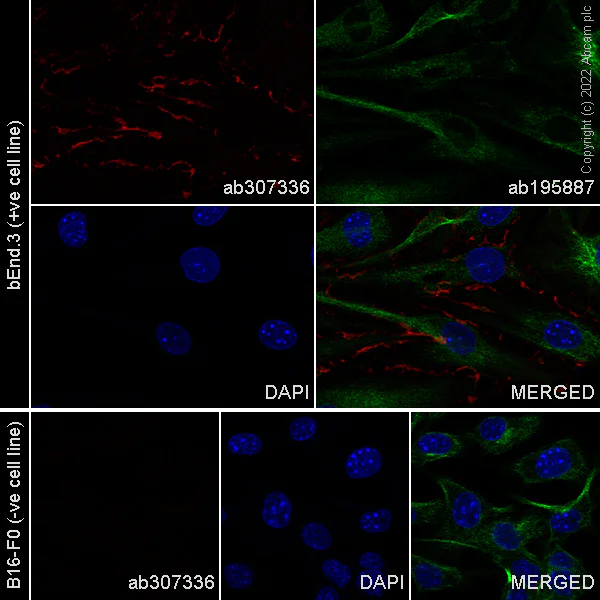 Immunocytochemistry/ Immunofluorescence - Alexa Fluor® 594 Anti-CD31 antibody [MEC 7.46] (AB307336)