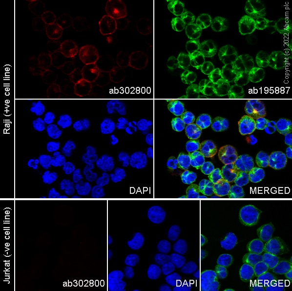 Immunocytochemistry/ Immunofluorescence - Alexa Fluor® 594 Anti-CD40 antibody [EPR20735] (AB302800), expandable thumbnail