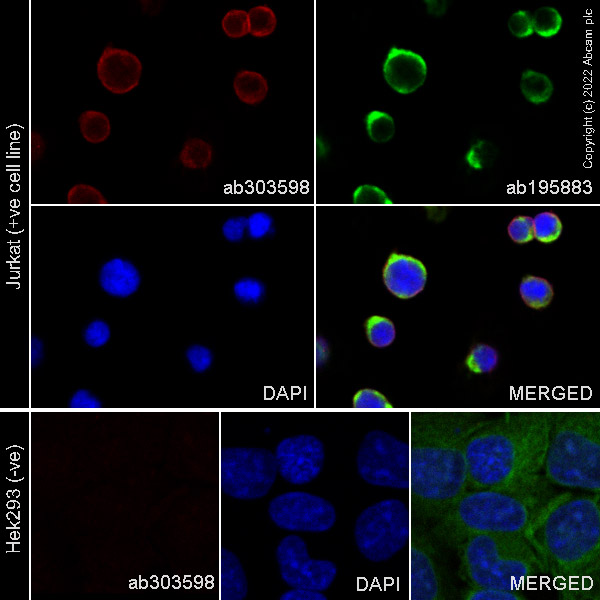 Immunocytochemistry/ Immunofluorescence - Alexa Fluor® 594 Anti-CD45 antibody [EP322Y] (AB303598), expandable thumbnail