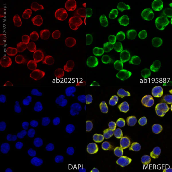 Immunocytochemistry/ Immunofluorescence - Alexa Fluor® 594 Anti-CD90 / Thy1 antibody [EPR3133] (AB202512)