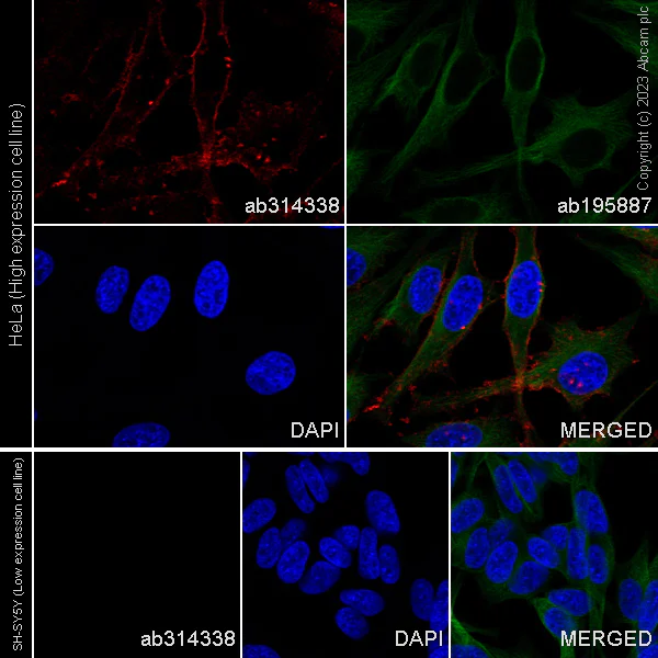 Immunocytochemistry/ Immunofluorescence - Alexa Fluor® 594 Anti-CD98 antibody [EPR27110-42] (AB314338)
