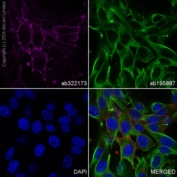 Immunocytochemistry/ Immunofluorescence - Alexa Fluor® 594 Anti-CD98 antibody [EPR27111-83] (AB322173)
