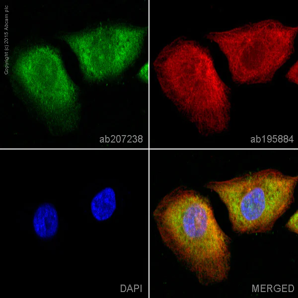 Immunocytochemistry/ Immunofluorescence - Alexa Fluor® 594 Anti-CDK5 antibody [EP715Y] (AB207238)