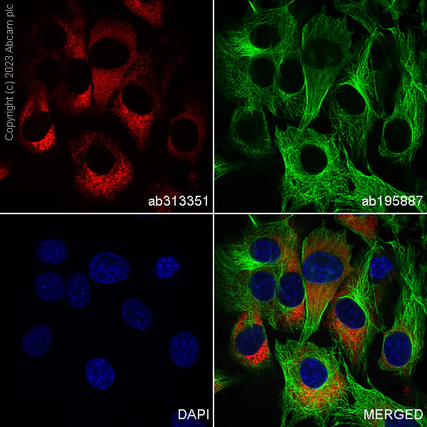 Immunocytochemistry/ Immunofluorescence - Alexa Fluor® 594 Anti-Collagen I antibody [EPR24331-53] (AB313351)