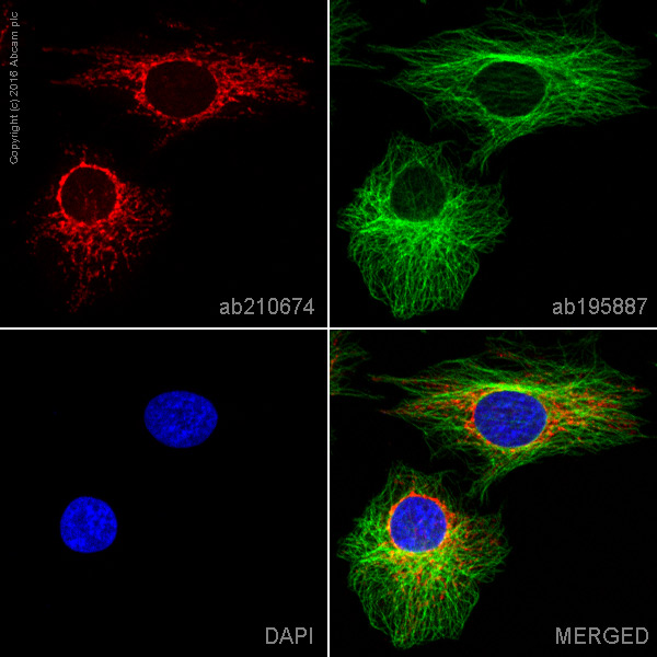 Immunocytochemistry/ Immunofluorescence - Alexa Fluor® 594 Anti-COX IV antibody [EPR9442(ABC)] - Mitochondrial Marker (AB210674), expandable thumbnail