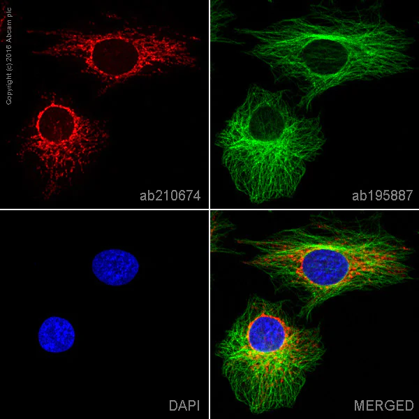 Immunocytochemistry/ Immunofluorescence - Alexa Fluor® 594 Anti-COX IV antibody [EPR9442(ABC)] - Mitochondrial Marker (AB210674)
