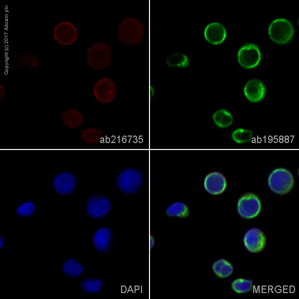 Immunocytochemistry/ Immunofluorescence - Alexa Fluor® 594 Anti-CXCR4 antibody [EPUMBR3] (AB216735)