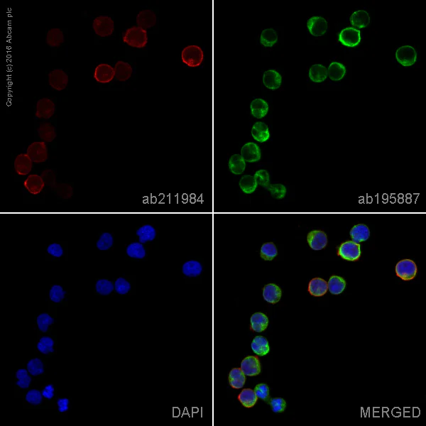Immunocytochemistry/ Immunofluorescence - Alexa Fluor® 594 Anti-CXCR4 antibody [UMB2] (AB211984)