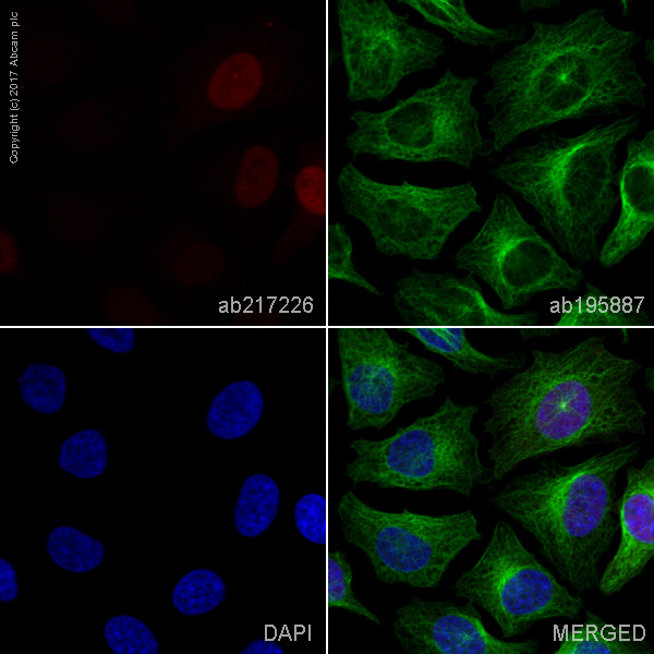 Immunocytochemistry/ Immunofluorescence - Alexa Fluor® 594 Anti-Cyclin A2 antibody [EPR17351] (AB217226)