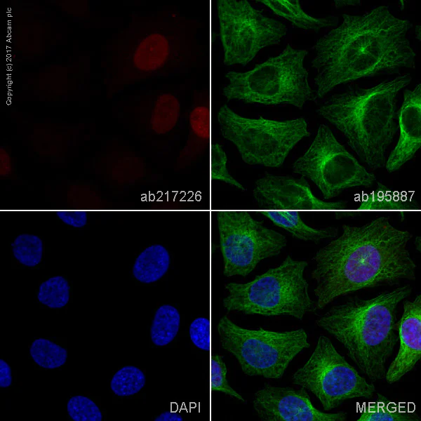 Immunocytochemistry/ Immunofluorescence - Alexa Fluor® 594 Anti-Cyclin A2 antibody [EPR17351] (AB217226)