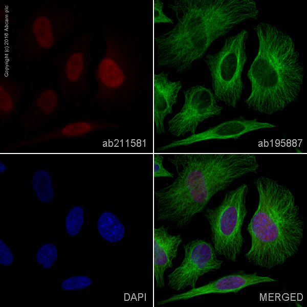 Immunocytochemistry/ Immunofluorescence - Alexa Fluor® 594 Anti-Cyclin A2 antibody [Y193] (AB211581), expandable thumbnail