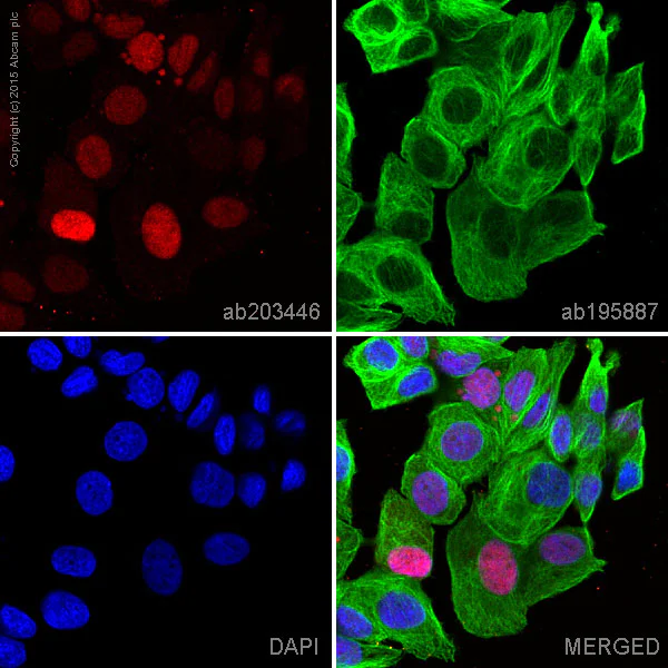 Immunocytochemistry/ Immunofluorescence - Alexa Fluor® 594 Anti-Cyclin D1 antibody [EPR2241] (AB203446)