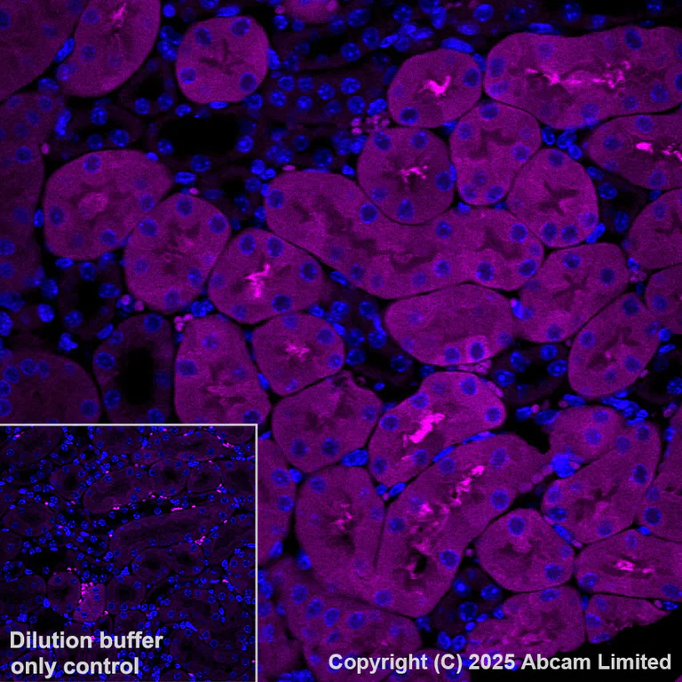 Immunohistochemistry (Formalin/PFA-fixed paraffin-embedded sections) - Alexa Fluor® 594 Anti-Cystathionase/CTH antibody [EPR29620-93] (AB325695)