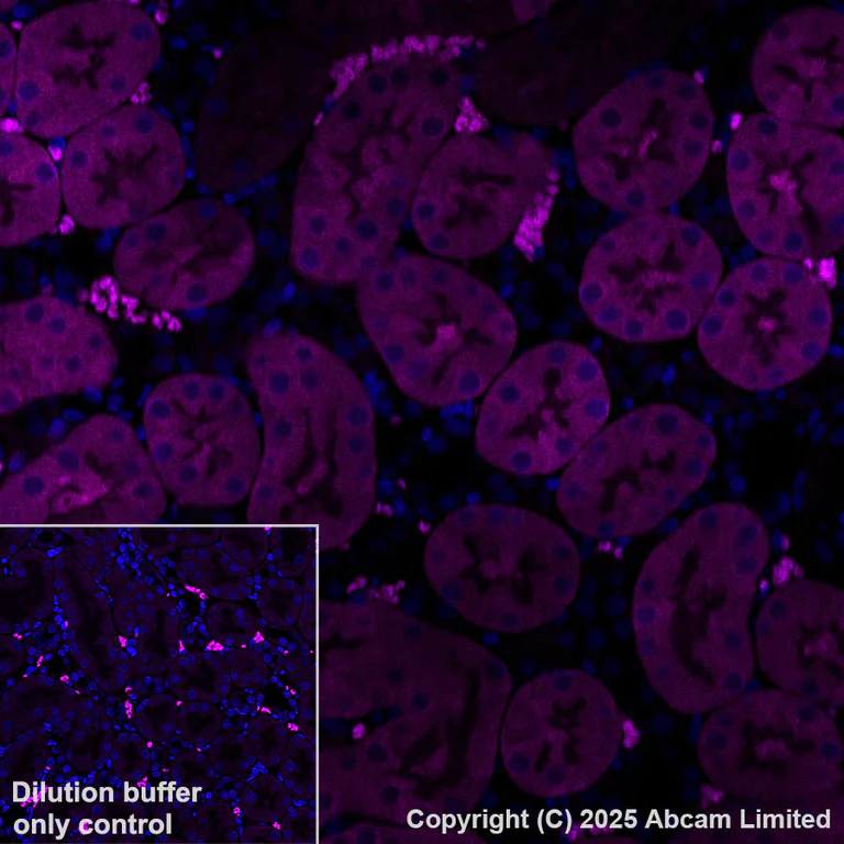 Immunohistochemistry (Formalin/PFA-fixed paraffin-embedded sections) - Alexa Fluor® 594 Anti-Cystathionase/CTH antibody [EPR29620-93] (AB325695)