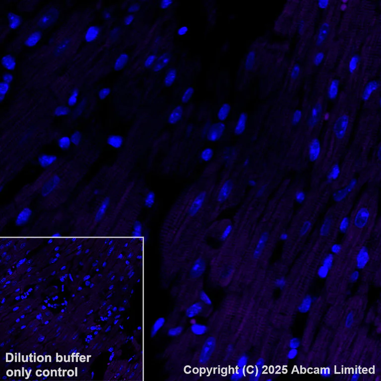 Immunohistochemistry (Formalin/PFA-fixed paraffin-embedded sections) - Alexa Fluor® 594 Anti-Cystathionase/CTH antibody [EPR29620-93] (AB325695)
