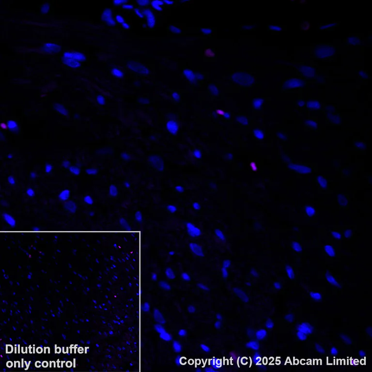 Immunohistochemistry (Formalin/PFA-fixed paraffin-embedded sections) - Alexa Fluor® 594 Anti-Cystathionase/CTH antibody [EPR29620-93] (AB325695)