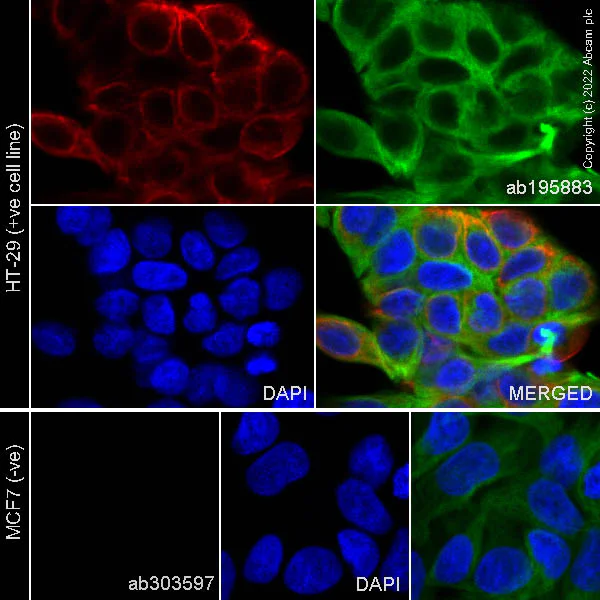 Immunocytochemistry/ Immunofluorescence - Alexa Fluor® 594 Anti-Cytokeratin 20 antibody [EPR1622Y] (AB303597)