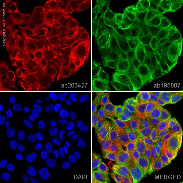 Immunocytochemistry/ Immunofluorescence - Alexa Fluor® 594 Anti-Cytokeratin 7 antibody [EPR1619Y] - Cytoskeleton Marker (AB203427)