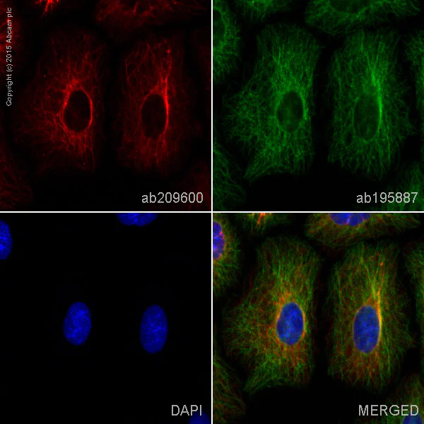 Immunocytochemistry/ Immunofluorescence - Alexa Fluor® 594 Anti-Cytokeratin 7 antibody [EPR17078] (AB209600)