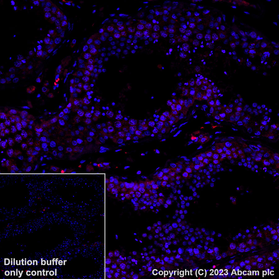 Immunohistochemistry (Formalin/PFA-fixed paraffin-embedded sections) - Alexa Fluor® 594 Anti-DAZL antibody [EPR21028] (AB314161), expandable thumbnail