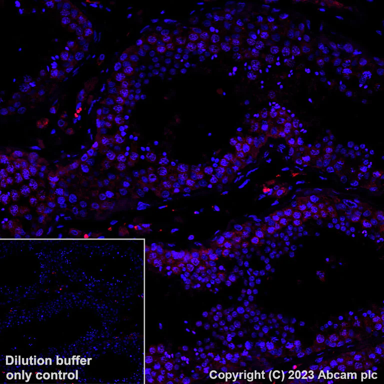 Immunohistochemistry (Formalin/PFA-fixed paraffin-embedded sections) - Alexa Fluor® 594 Anti-DAZL antibody [EPR21028] (AB314161)
