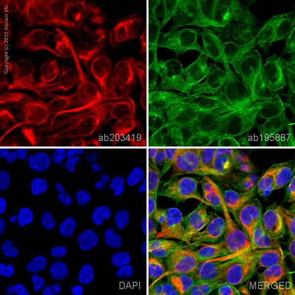 Immunocytochemistry/ Immunofluorescence - Alexa Fluor® 594 Anti-Desmin antibody [Y66] - Cytoskeleton Marker (AB203419)