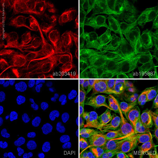 Immunocytochemistry/ Immunofluorescence - Alexa Fluor® 594 Anti-Desmin antibody [Y66] - Cytoskeleton Marker (AB203419)